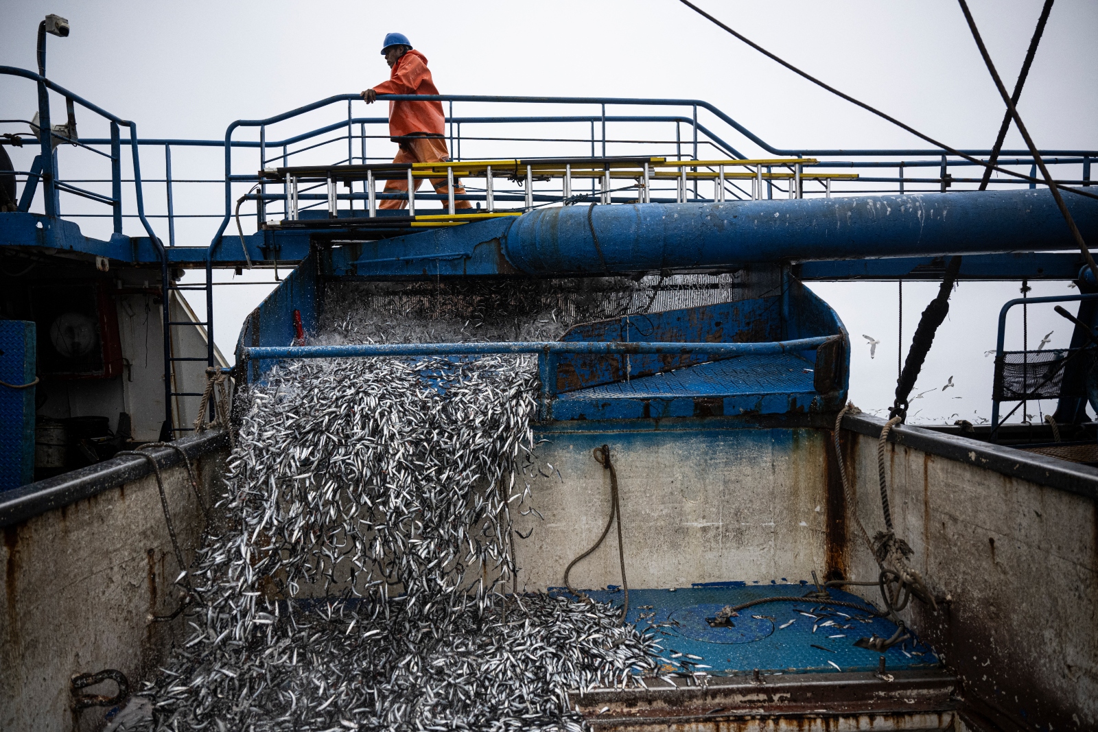 Thousands of anchovies are seen being sucked into an anchovy boat.