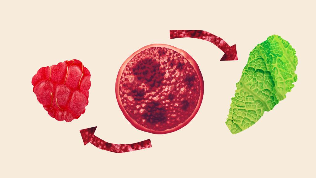 digital collage of raspberry, Cyclospora bacteria, and lettuce with arrows
