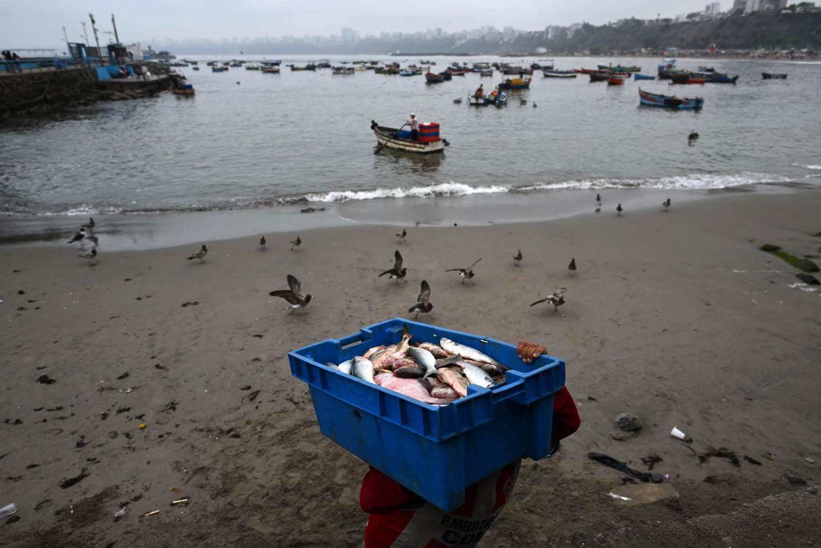 A fisherman carries a box with fish on a beach in Peru