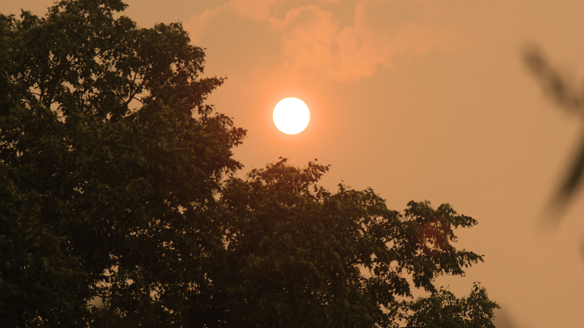 the sun against an orange sky filled with wildfire smoke, and a tree in the foreground