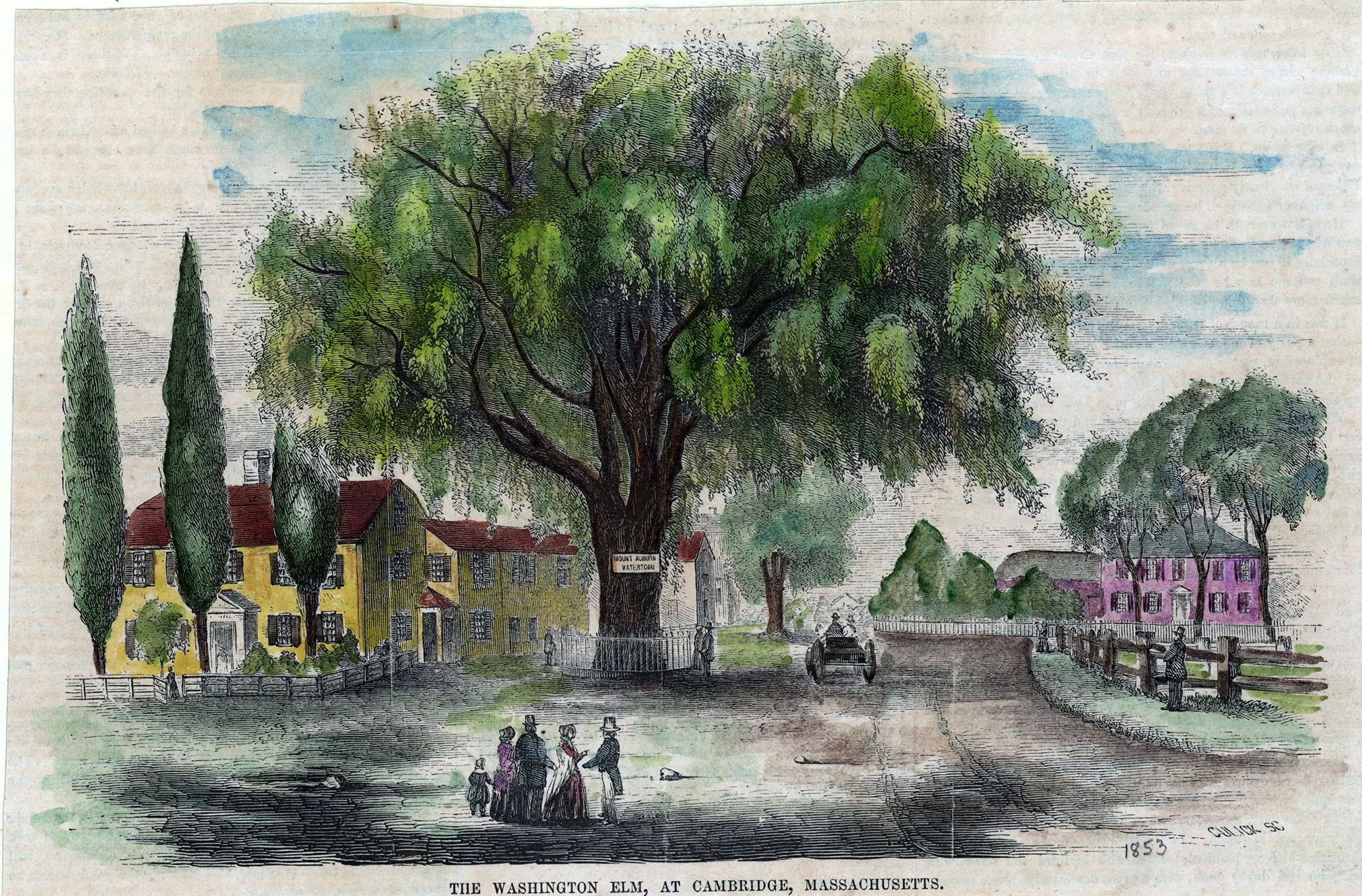 1853 illustration of Washington Elm in Cambridge, Massachusetts