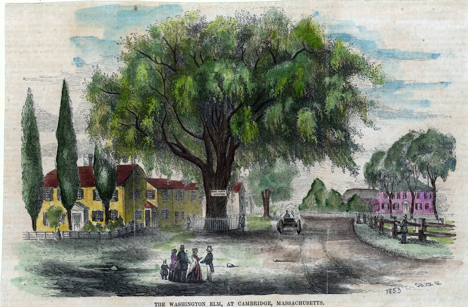 1853 年彩色版画中的剑桥华盛顿榆,体现美国榆在公共记忆中的地位