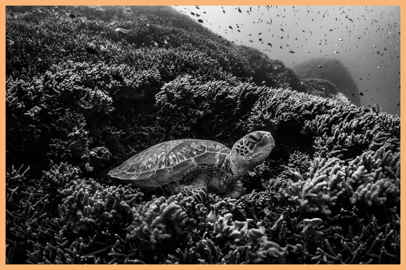 A black-and-white photo shows a sea turtle nestled among branching coral