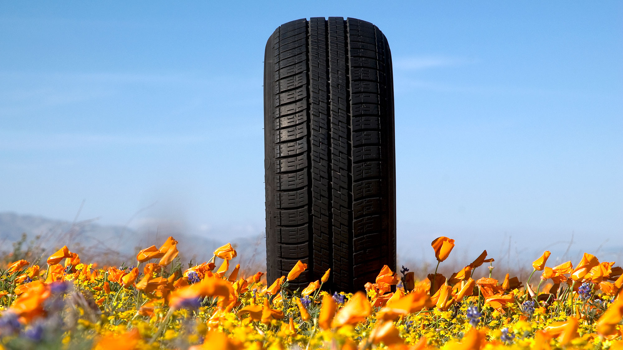 Car tire in a field of orange California poppies
