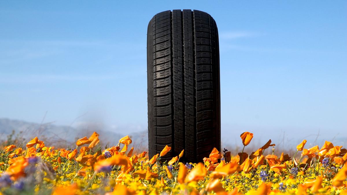 Car tire in a field of orange California poppies