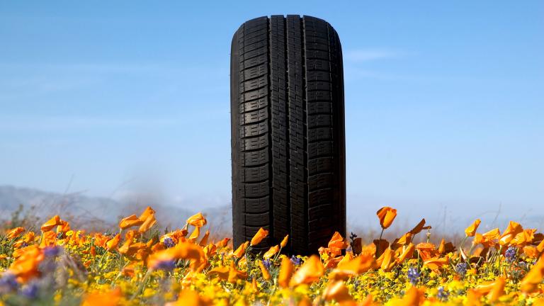 Car tire in a field of orange California poppies