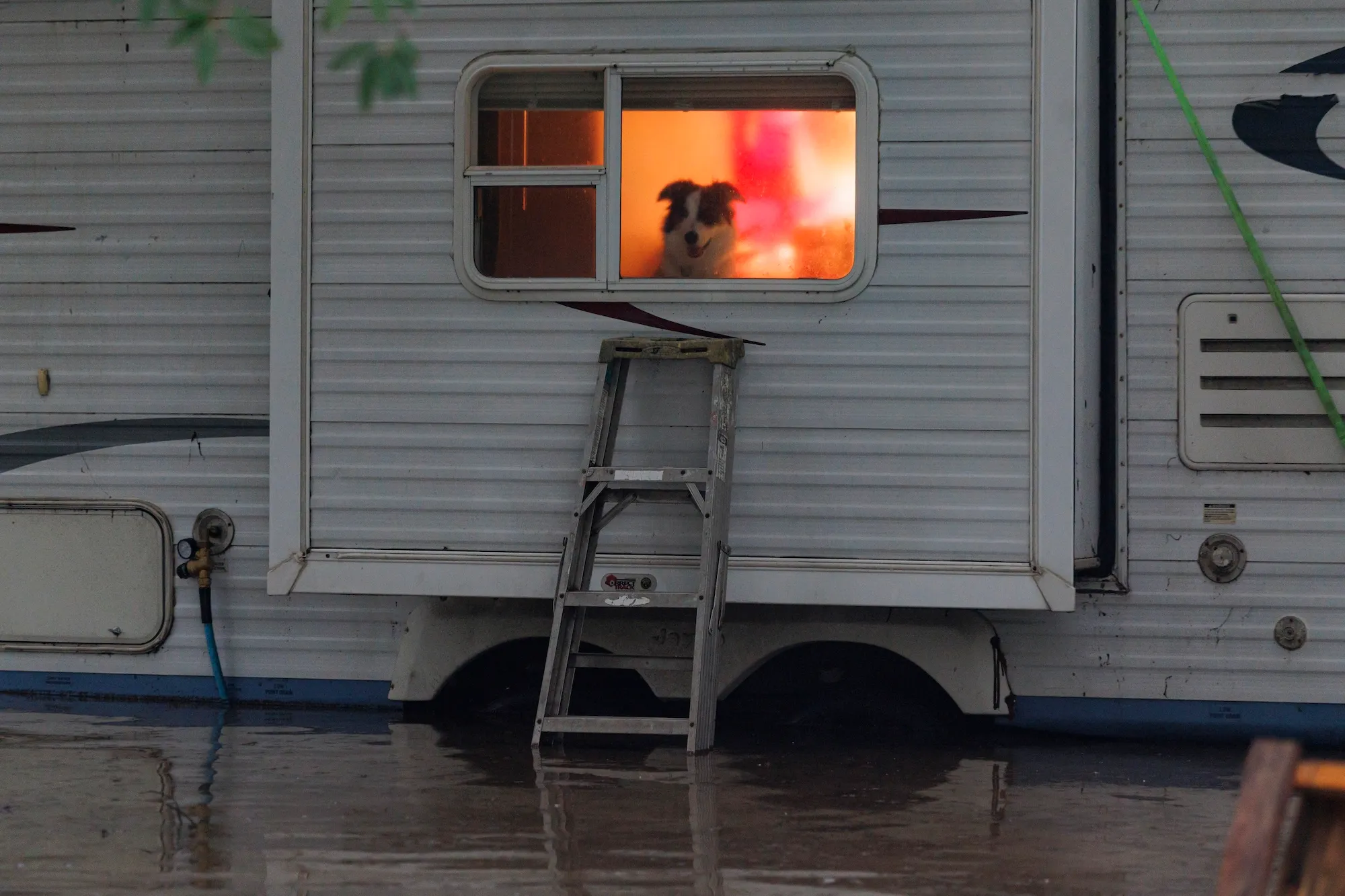 a dog looks out the window of an RV sitting in flood water