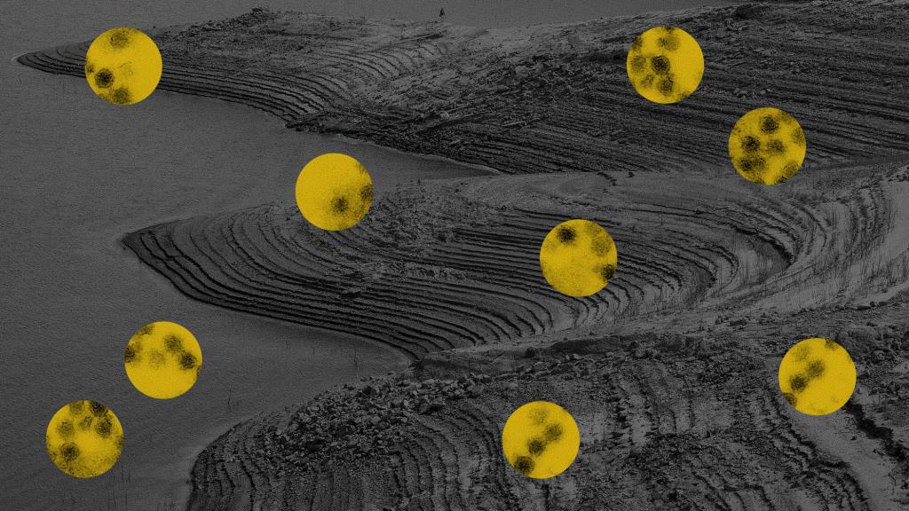 Collage of yellow circles containing a West Nile virus micrograph on top of a photo of a lake with low water levels