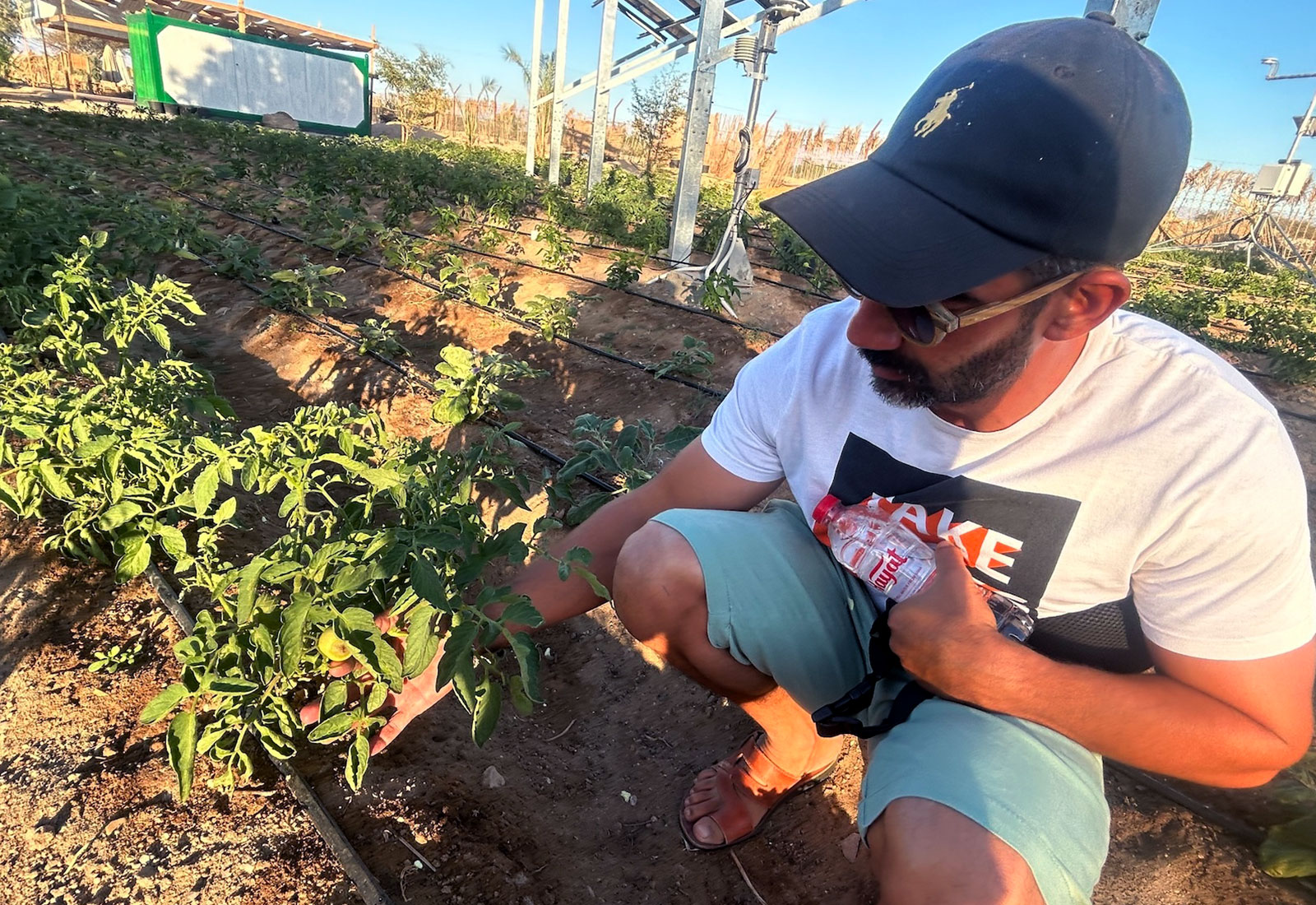 Man inspecting plant in a field