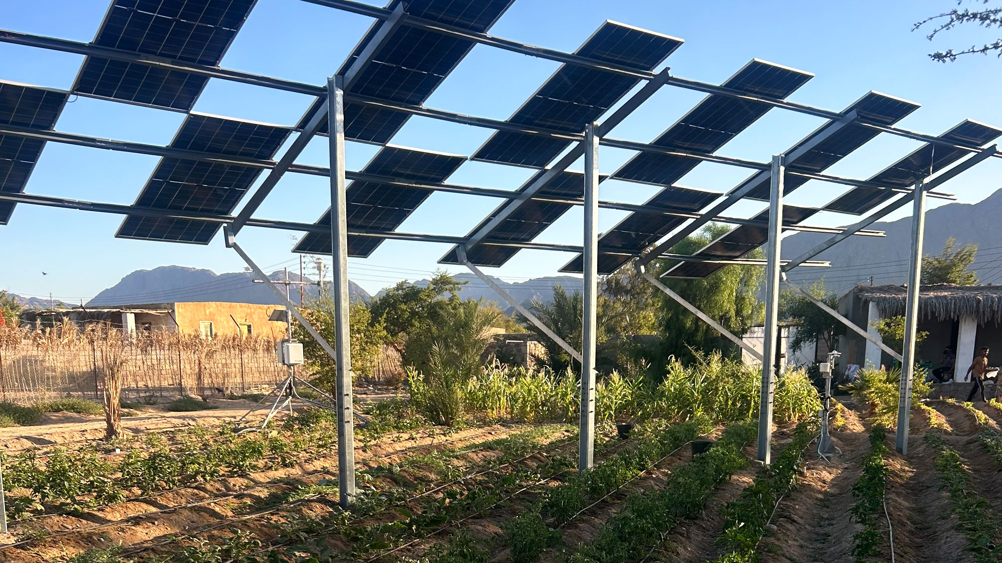 Solar panels stand over plants in a field