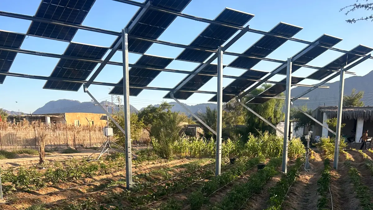 Solar panels stand over plants in a field