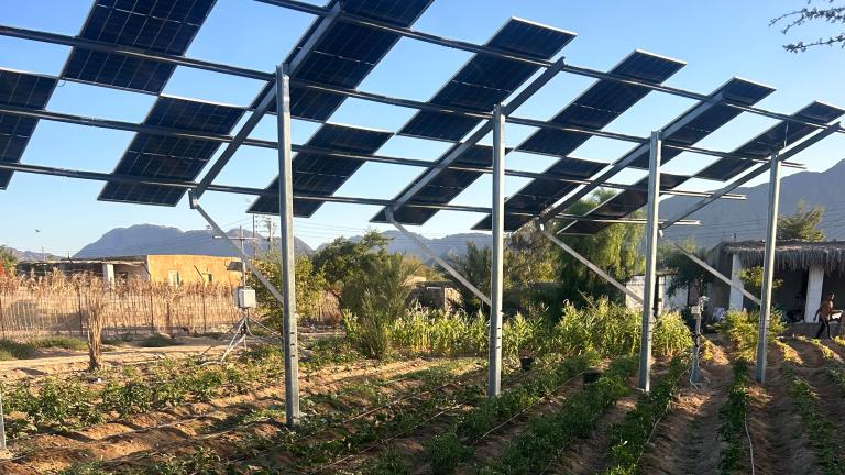 Solar panels stand over plants in a field