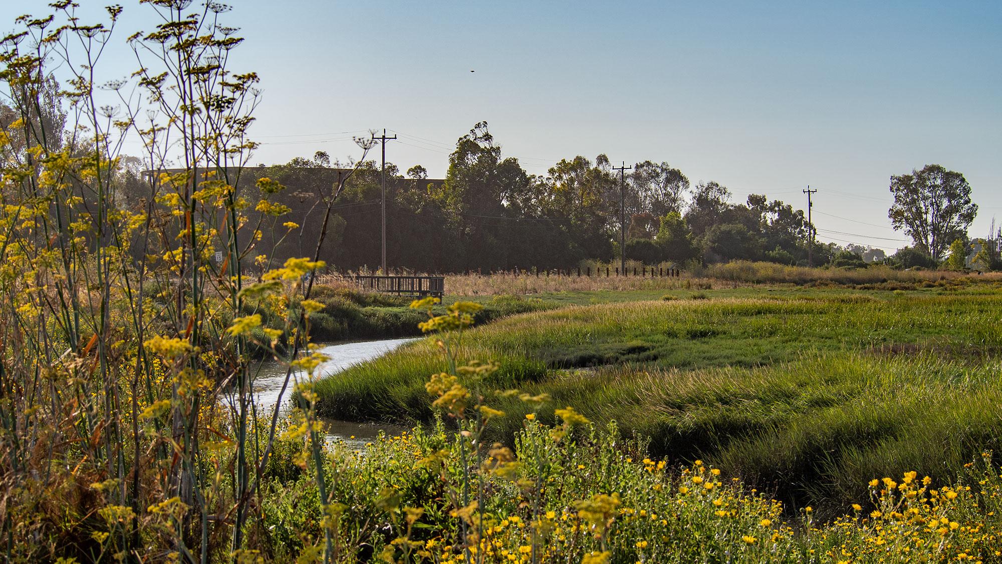 Horizontal levees could protect coastal cities from rising seas