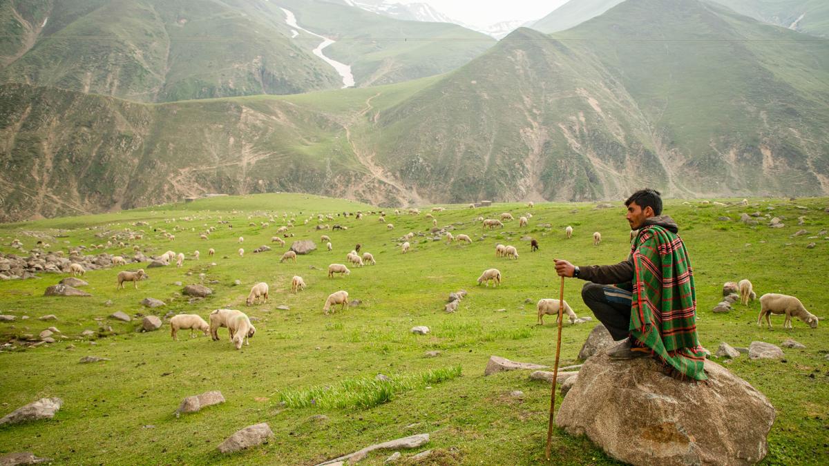 A man sitting on a rock watching over a herd of sheep spread across a mountainous pasture