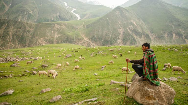 A man sitting on a rock watching over a herd of sheep spread across a mountainous pasture