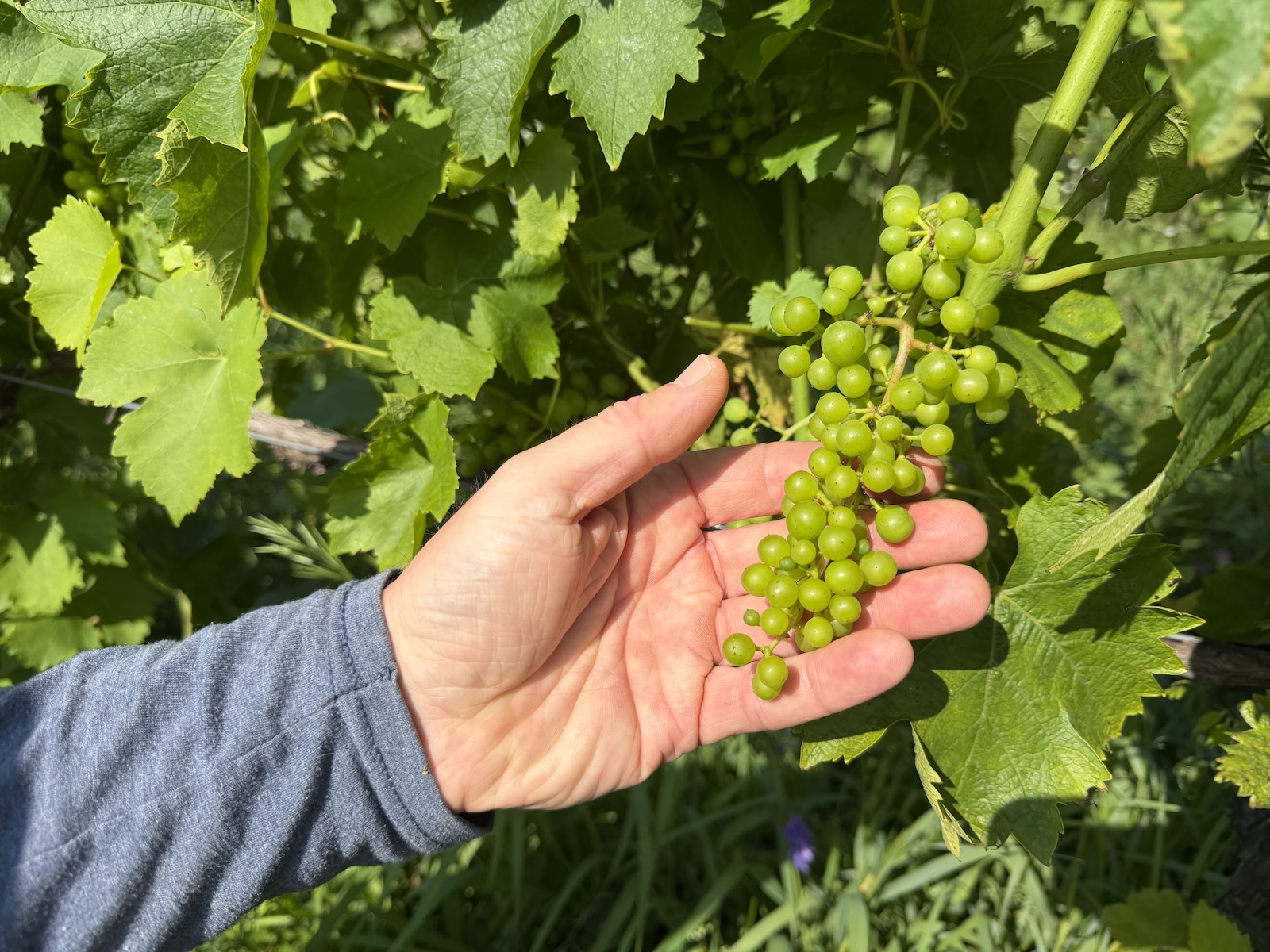 A man holds a bunch of small pellet sized grapes in his hand growing on a vine.