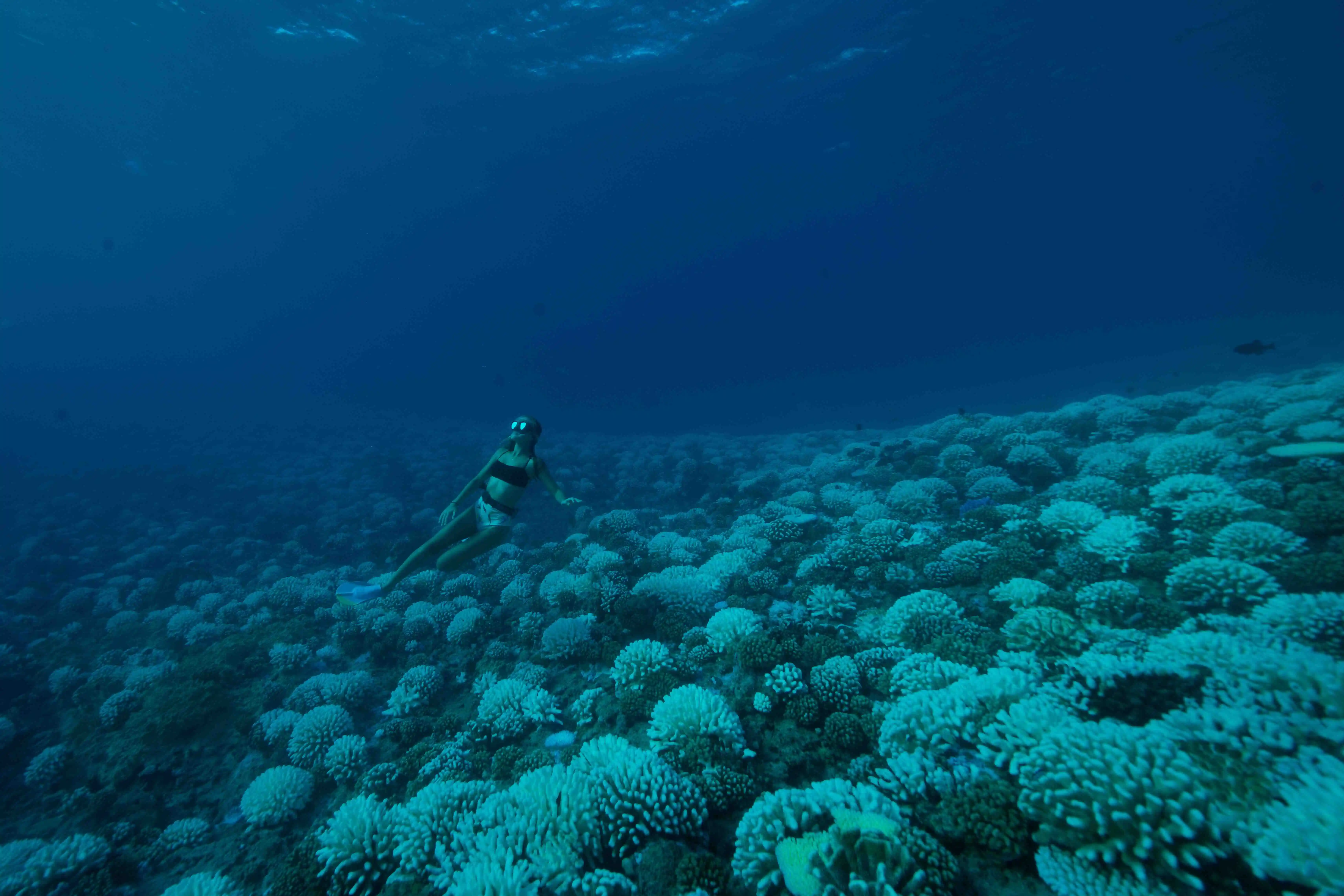 A diver hovers above an expansive coral reef in a deep blue ocean scene