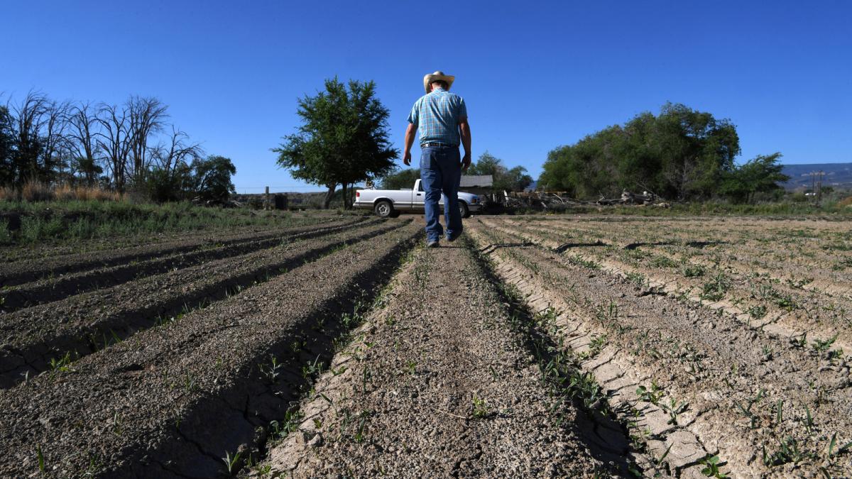 Photo of a man walking away from the camera in a dry field