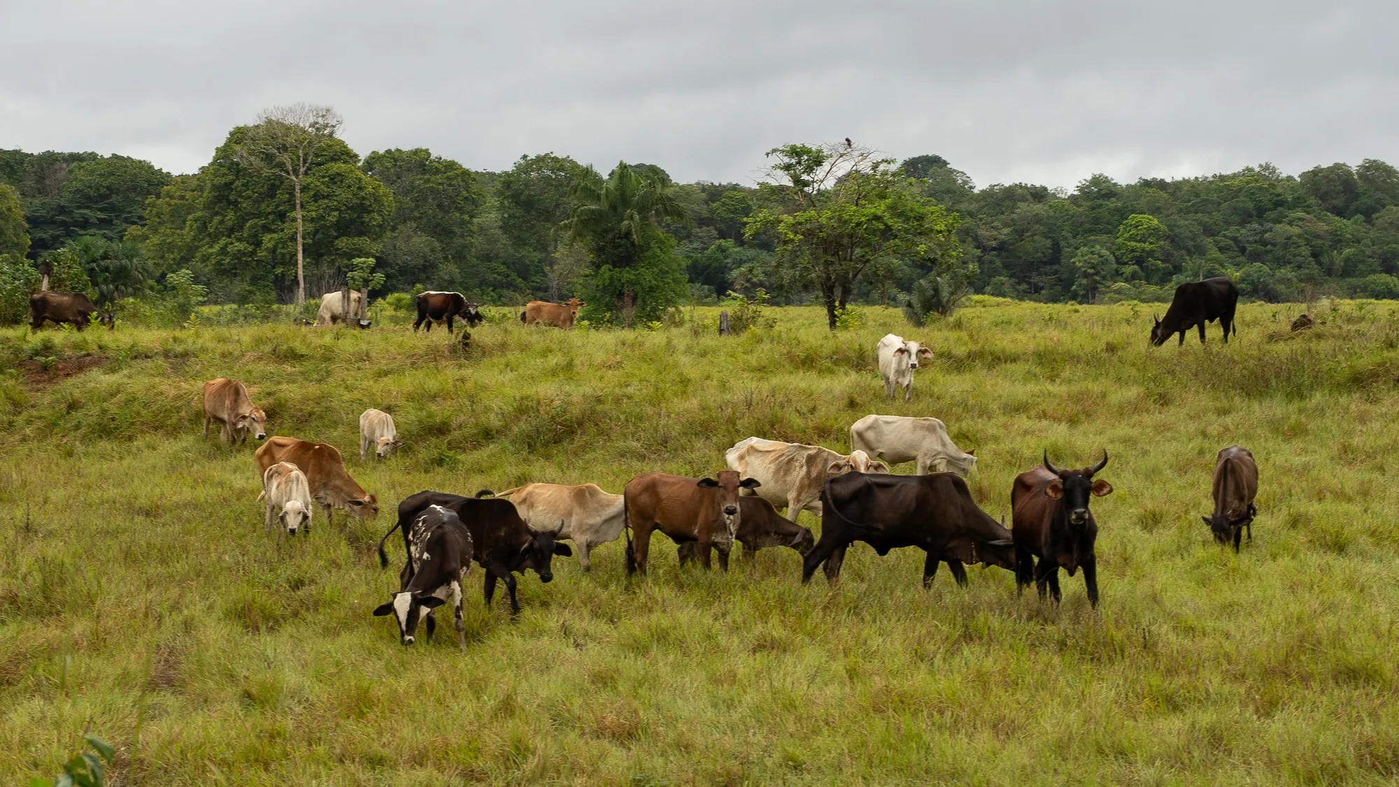 cows near the side of the road in the amazon