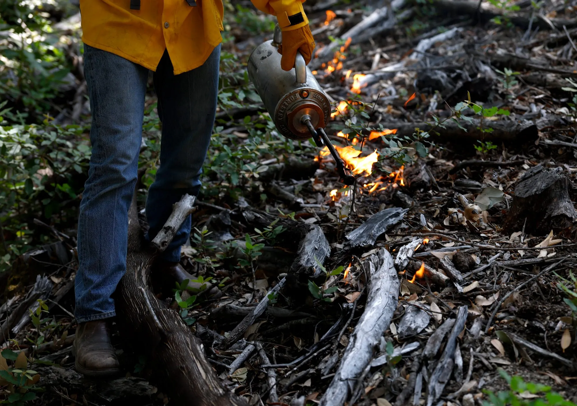 A member of a local Prescribed Burn Association uses a drip torch to ignite a controlled burn in Angwin, California last year.