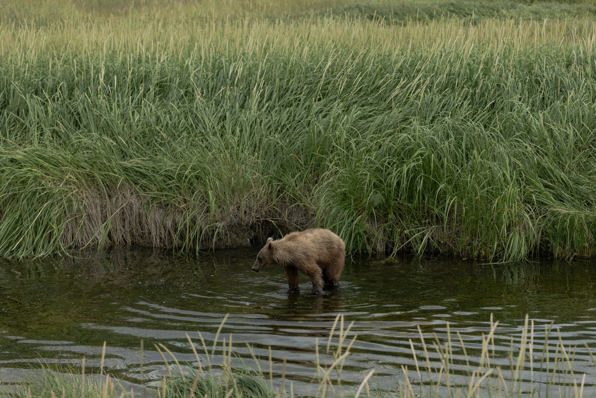 A bear stands in a river near long grass