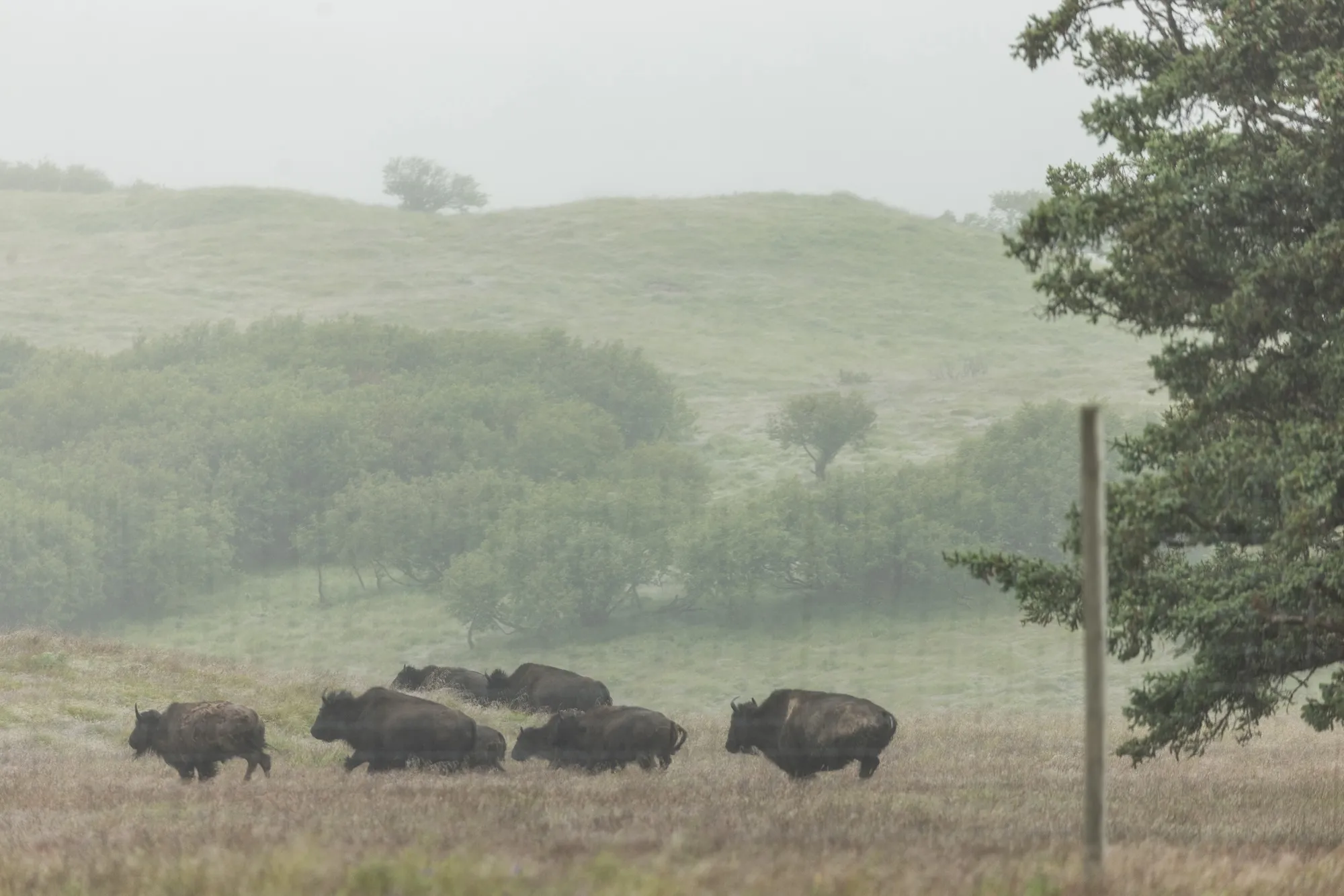 A herd of bison past a fence