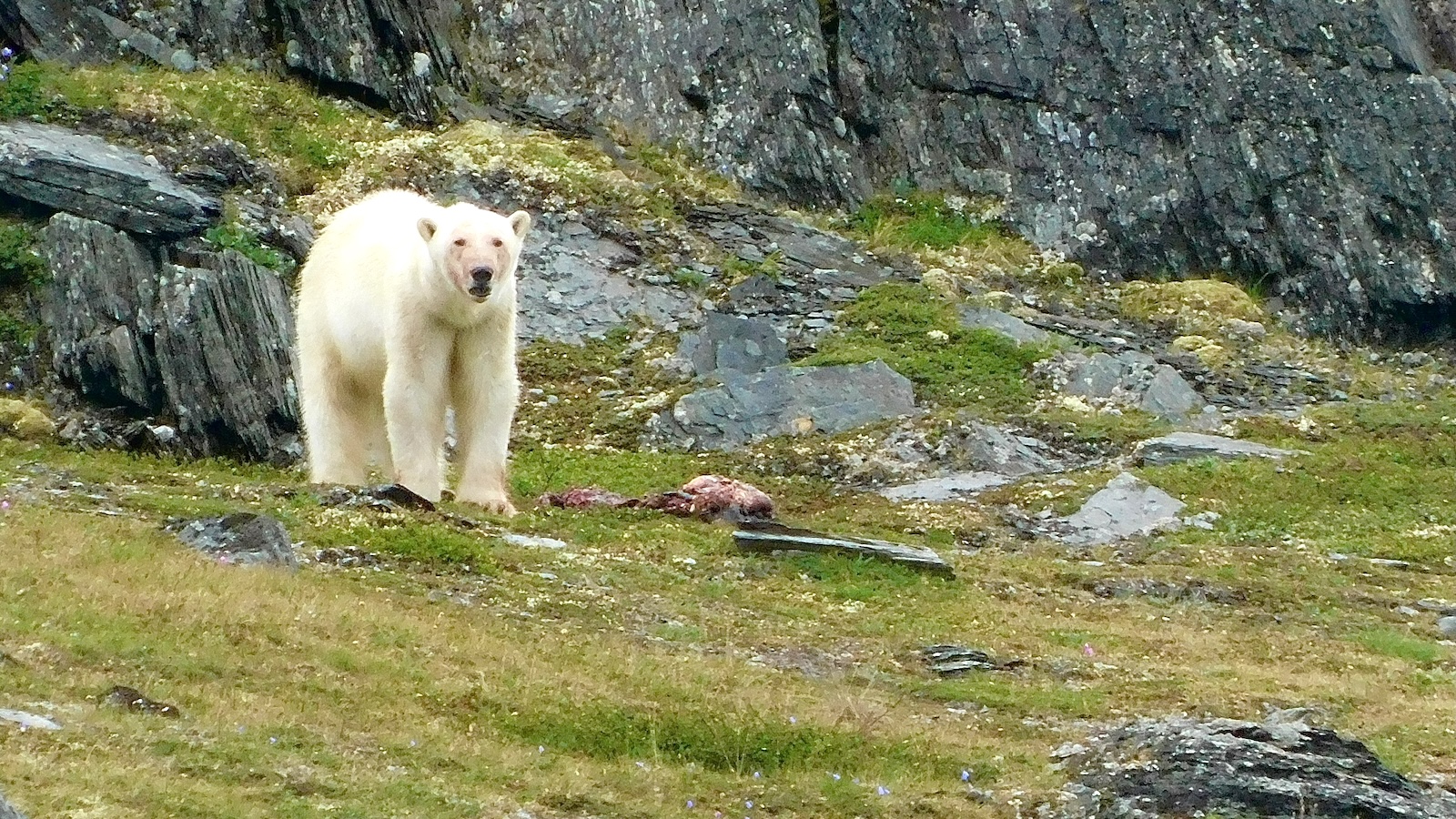 A polar bear is seen on the tundra in Torngat Mountains National Park in Labrador, Canada.
