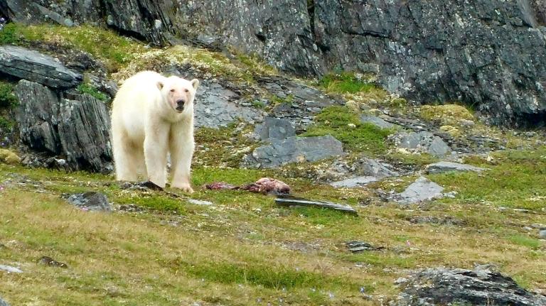 A polar bear is seen on the tundra in Torngat Mountains National Park in Labrador, Canada.