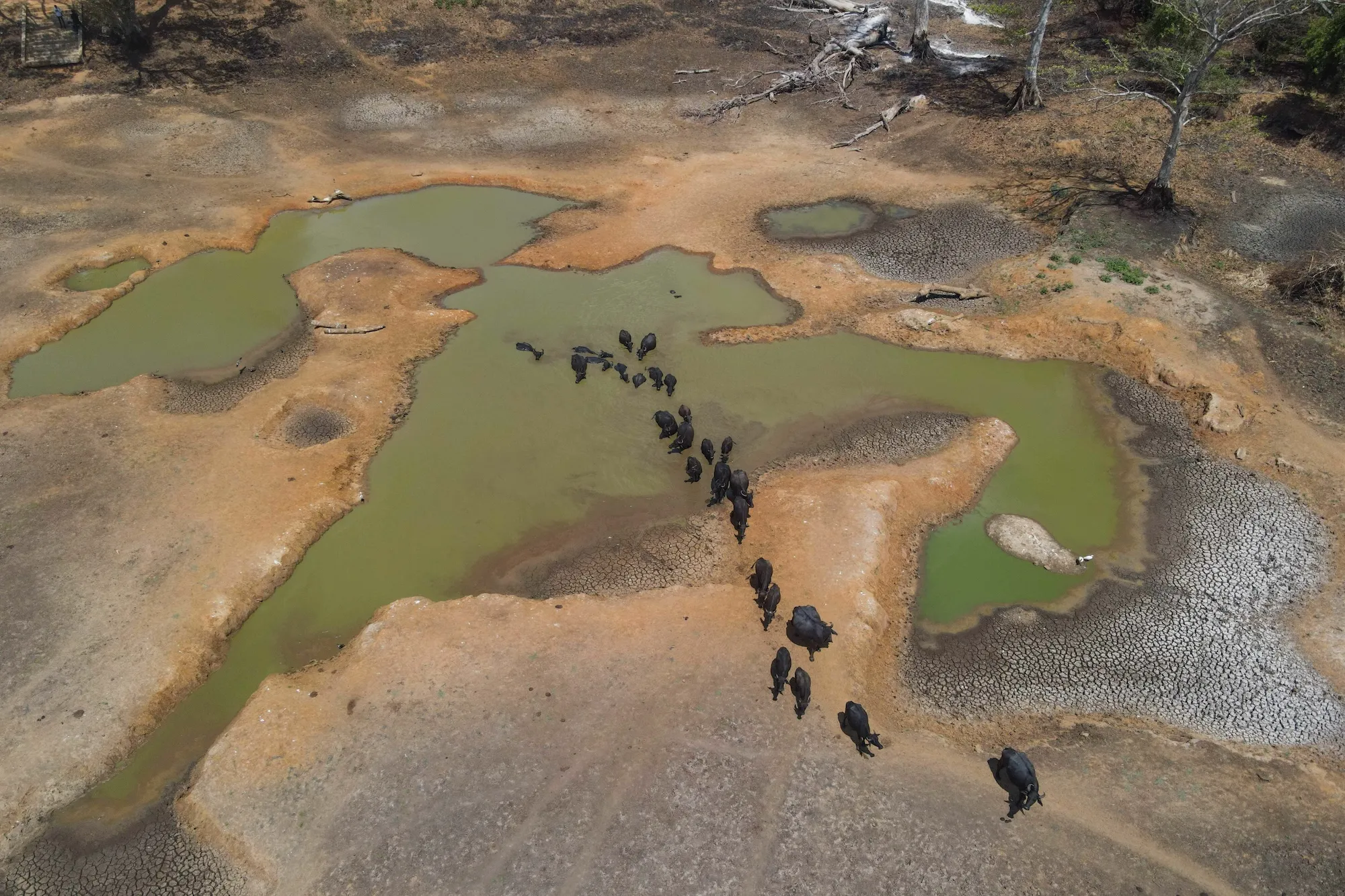 An aerial shot of animals near a dried up lake with a little water in it