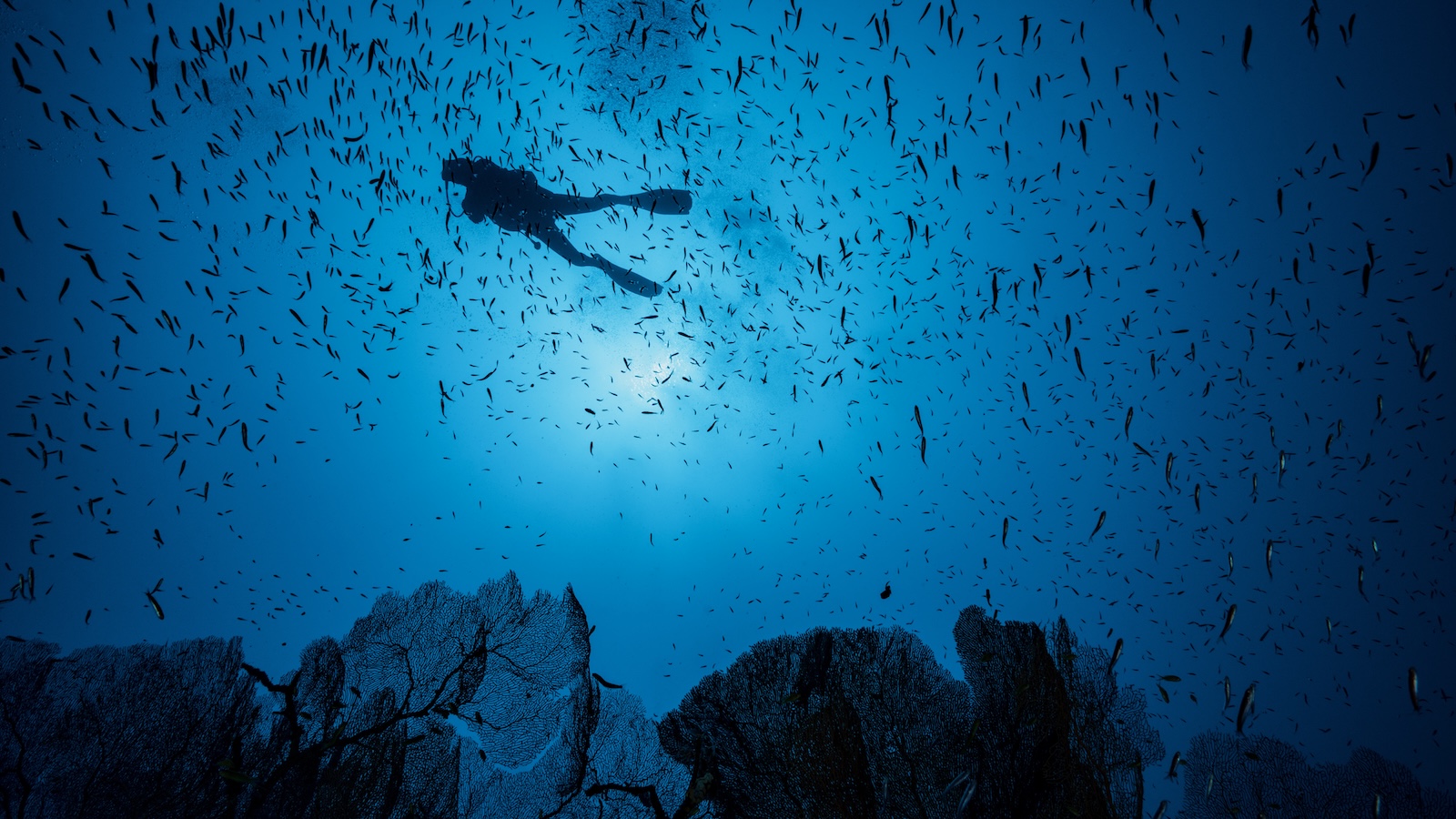 A scuba diver is seen in silhouette against giant sea fans and among a school of fish.