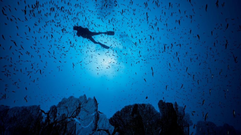 A scuba diver is seen in silhouette against giant sea fans and among a school of fish.