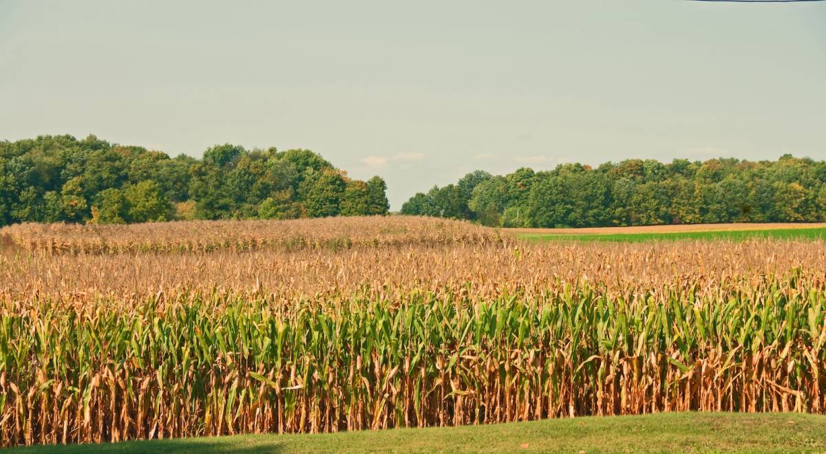 Les Agriculteurs Du Michigan Pèsent Les Servitudes De Conservation Alors Que Les Fermes Familiales Déclinent