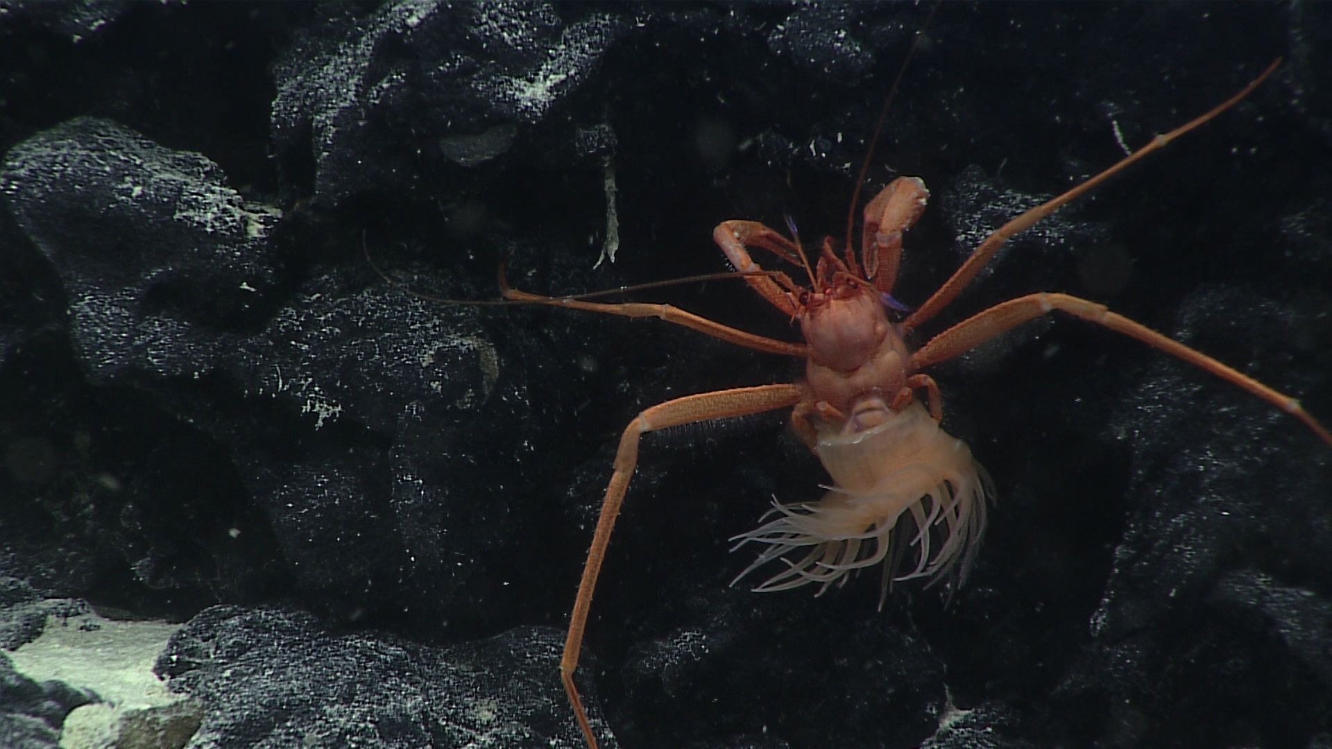 A hermit crab and anemone