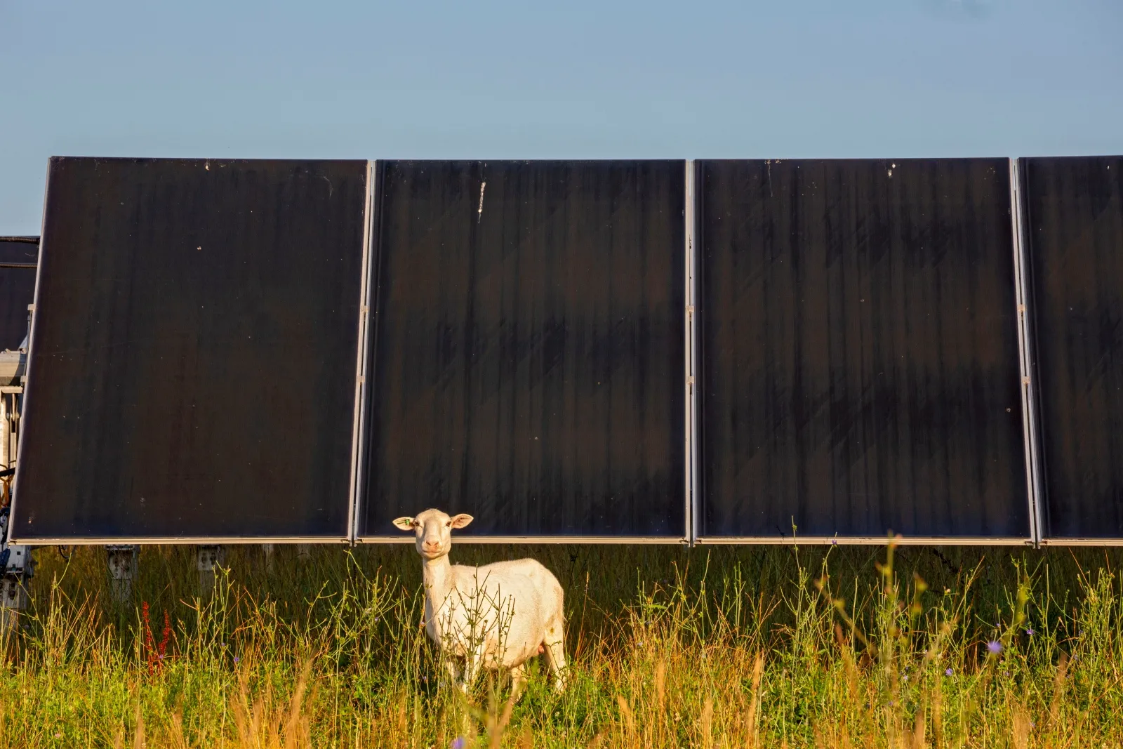 A sheep in a field stands in front of a solar panel.