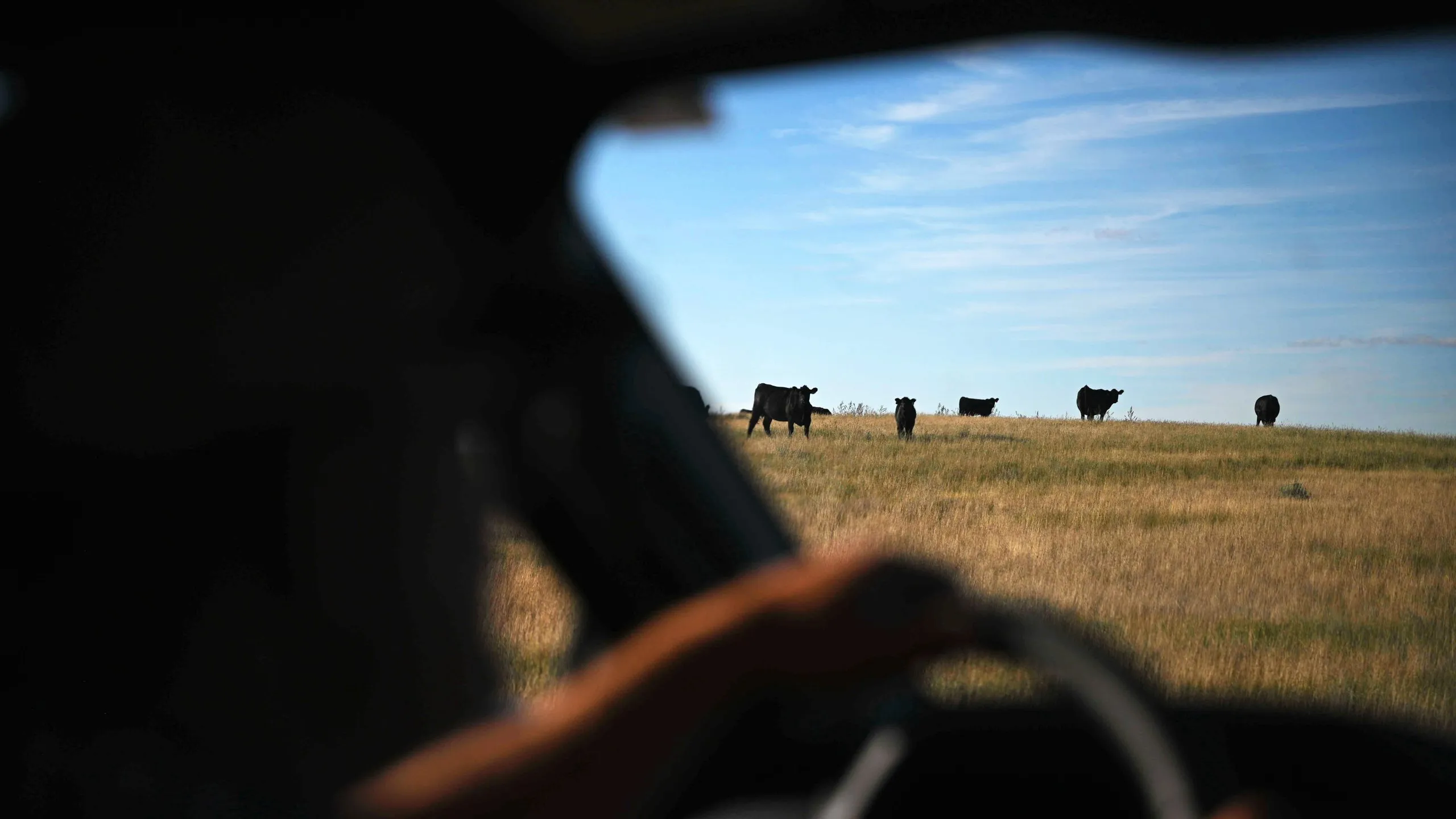 View from a vehicle window of cows in a field