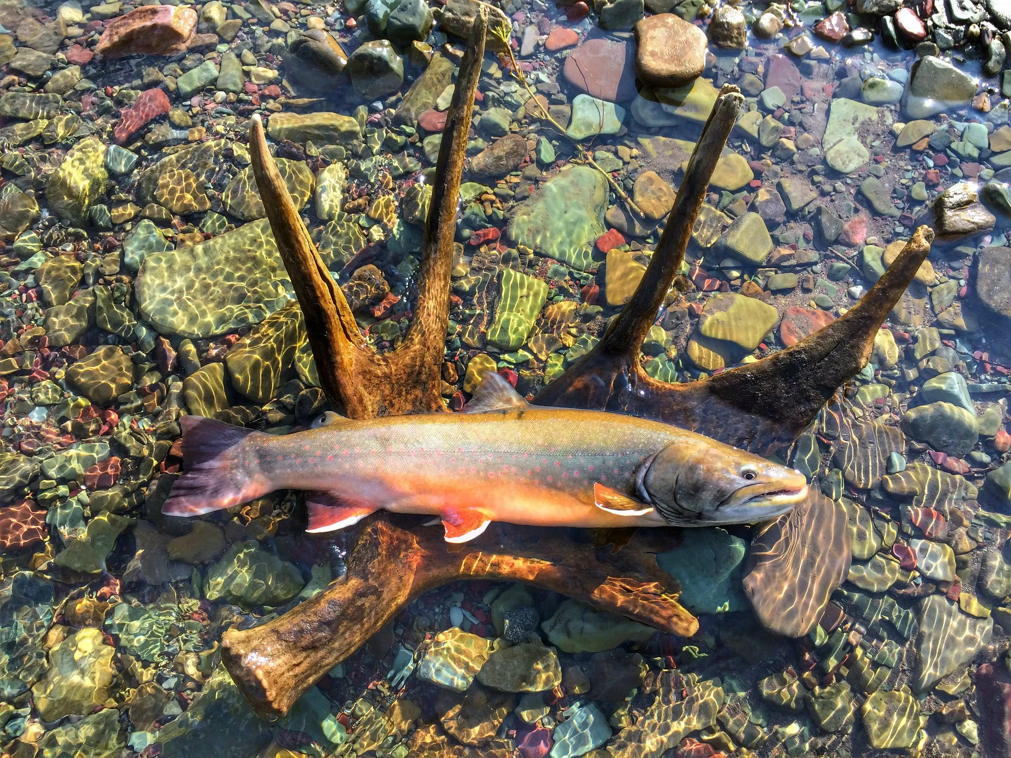 A colorful fish near an antler