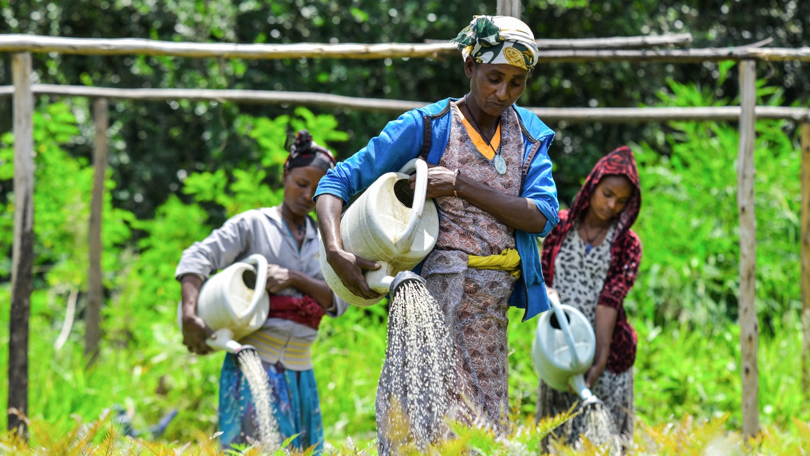 A farmer tends to young tree seedlings on a steep, eroded hillside in central Ethiopia.