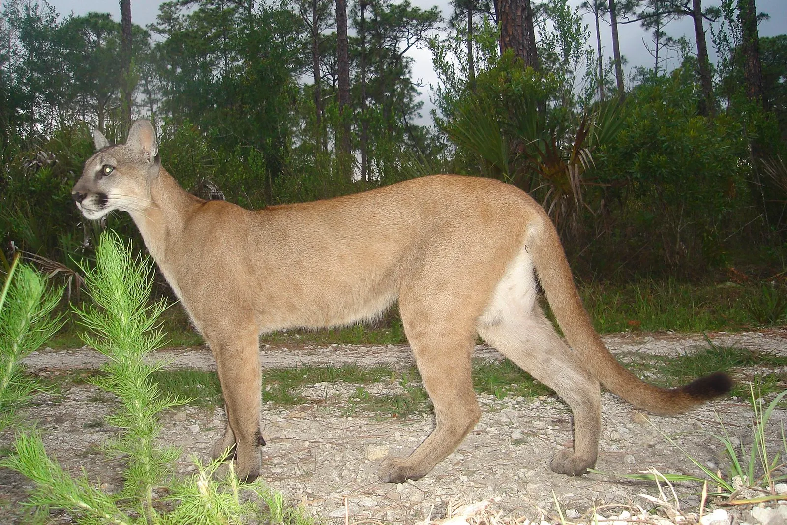 A Florida Panther taken with flash photography