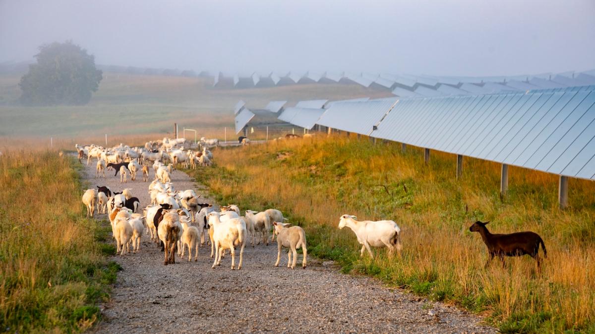 Sheep graze among solar panels on a farm in Kentucky