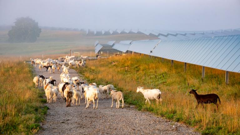 Sheep graze among solar panels on a farm in Kentucky