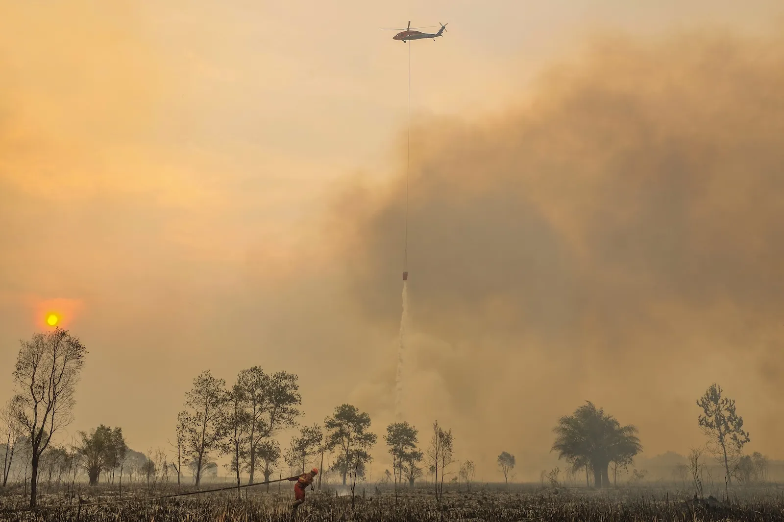 orange smokey skies over a smattering of tropical trees as a firefighter pulls a hose through the foreground and a helicopter in the sky drops water onto the ground