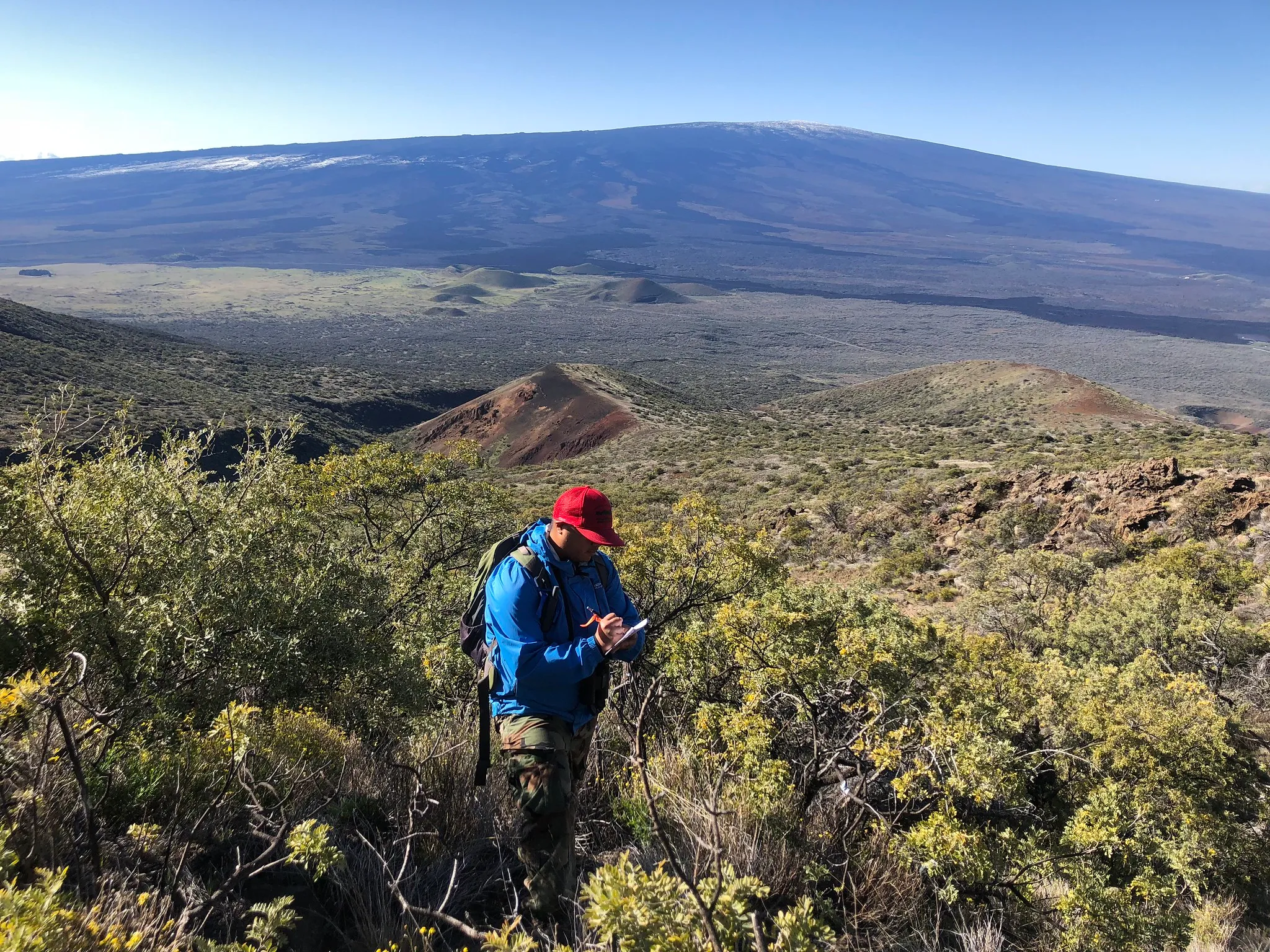 A person looks for palila near a volcano