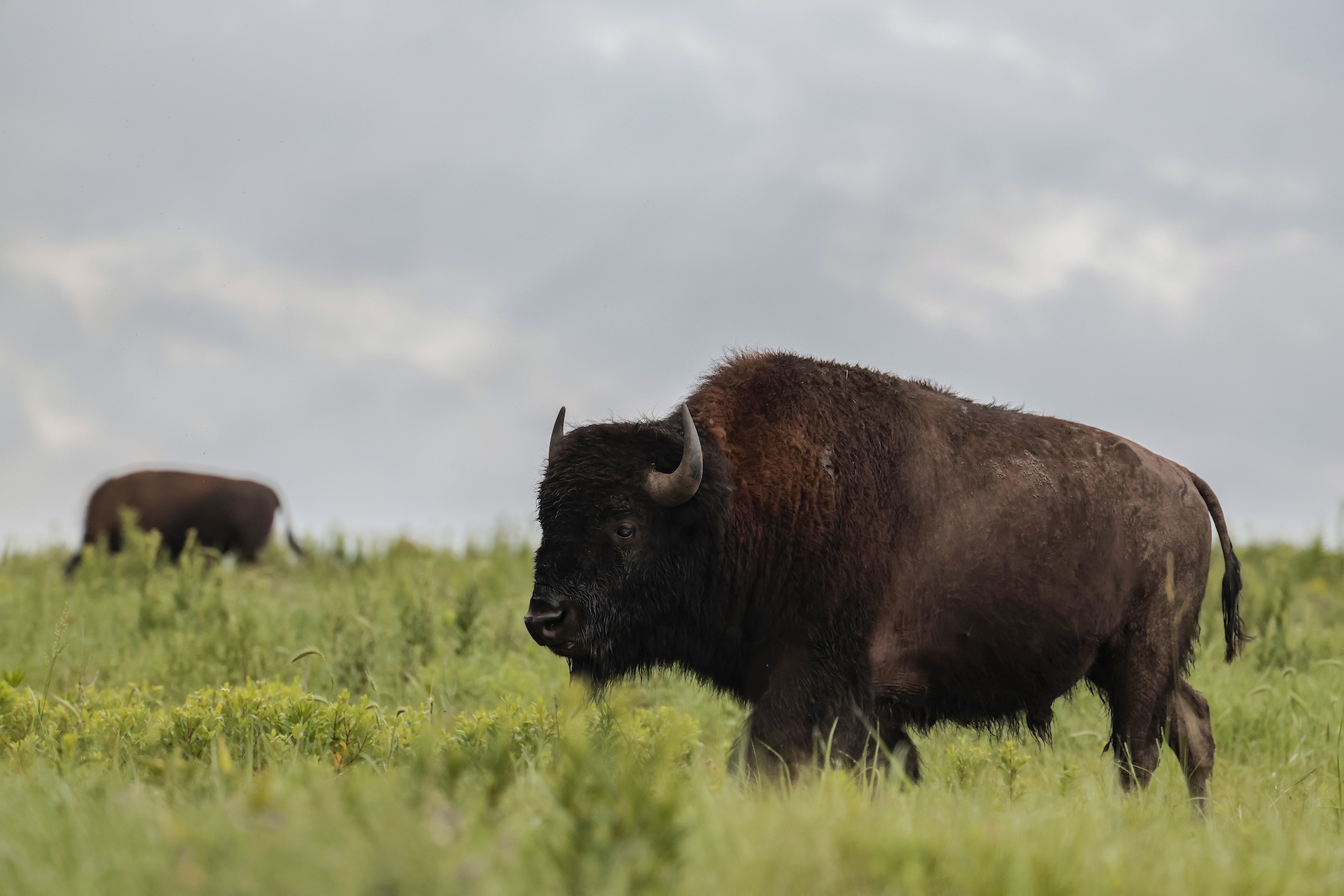 Bison on tallgrass