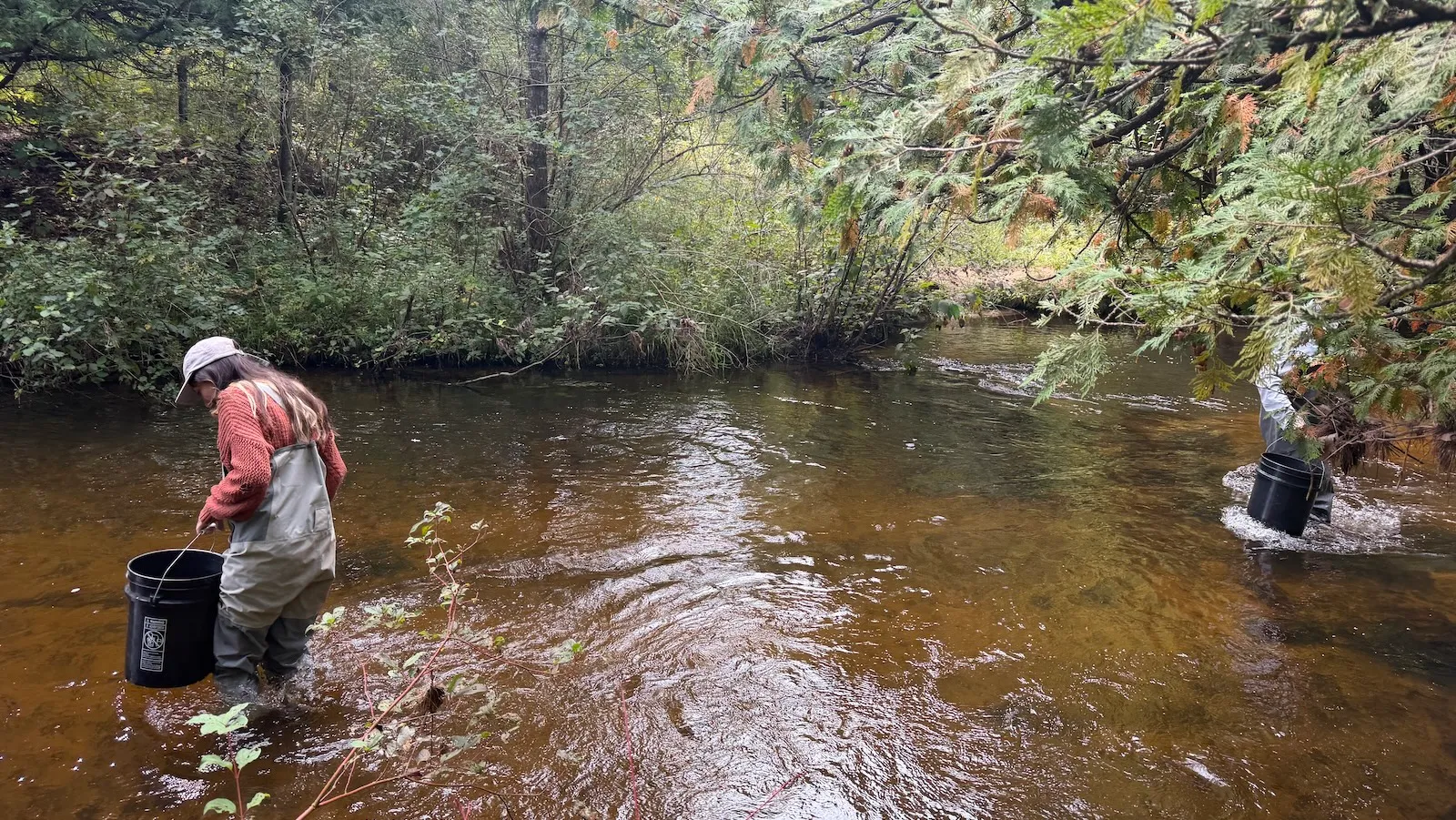 Biologists wade in a river with buckets of fish ready to release