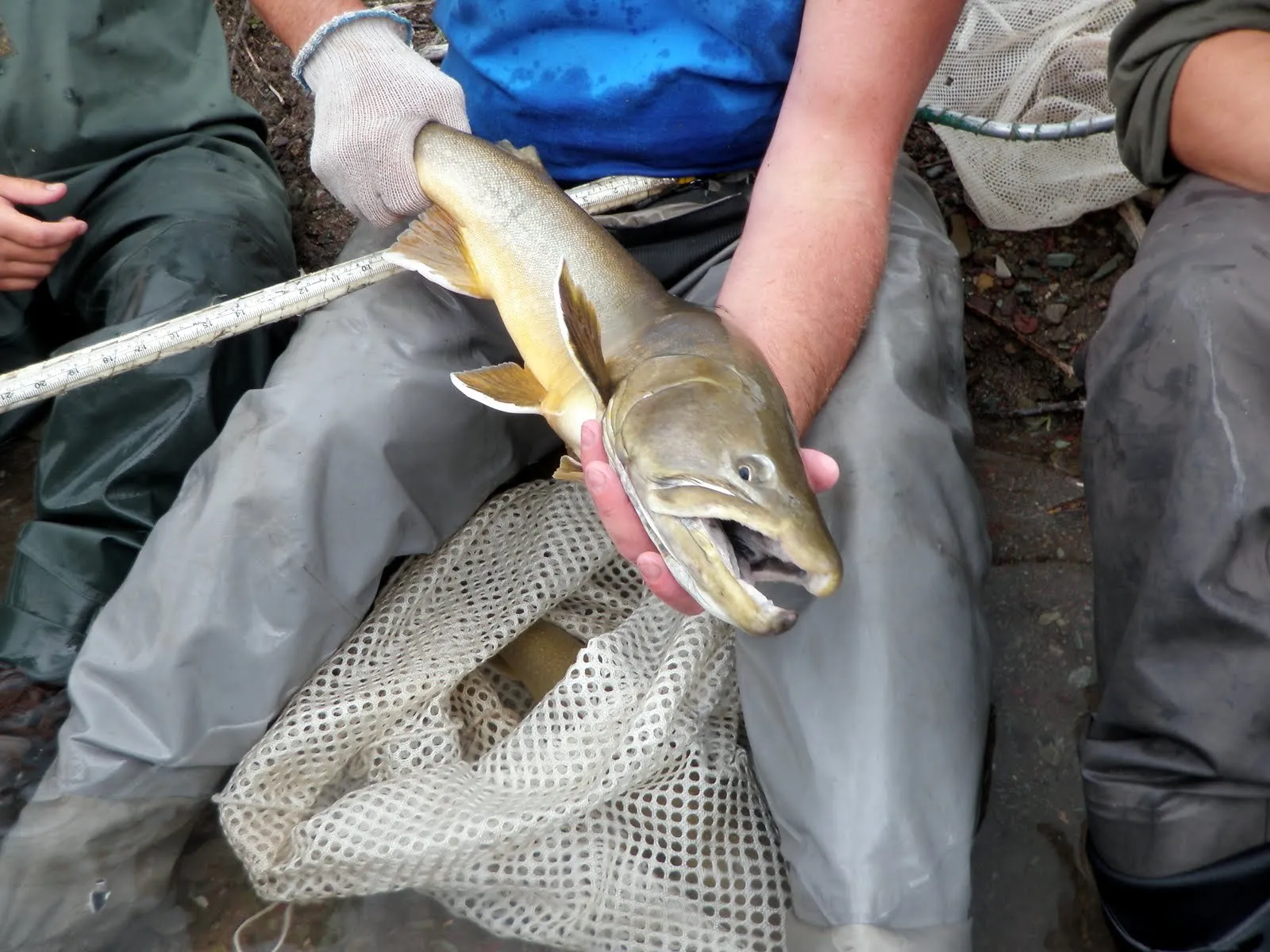 a person with a gloved hand holds a bull trout in their lap