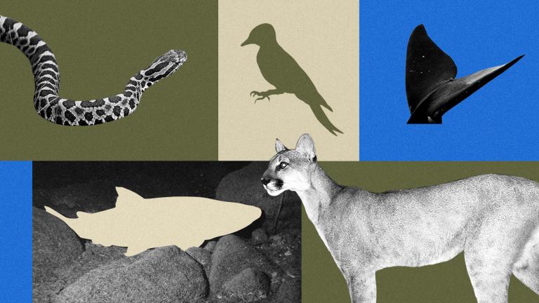 Collage of an Eastern massasauga rattlesnake, Red-cockaded woodpecker, North Atlantic right whale, bull trout, and Florida panther