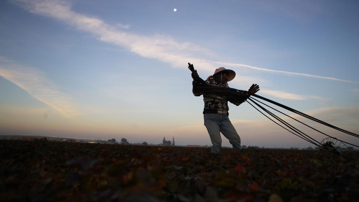 A farmworker hauls hoses into a field to water crops.