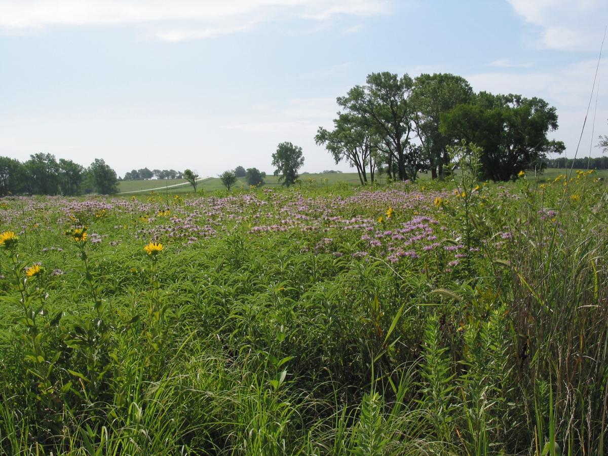 A large green field of tallgrass