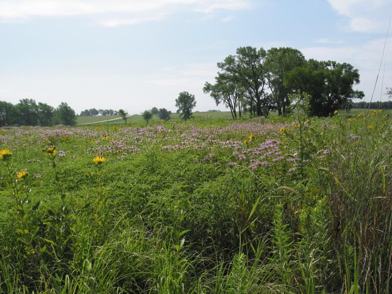 A large green field of tallgrass
