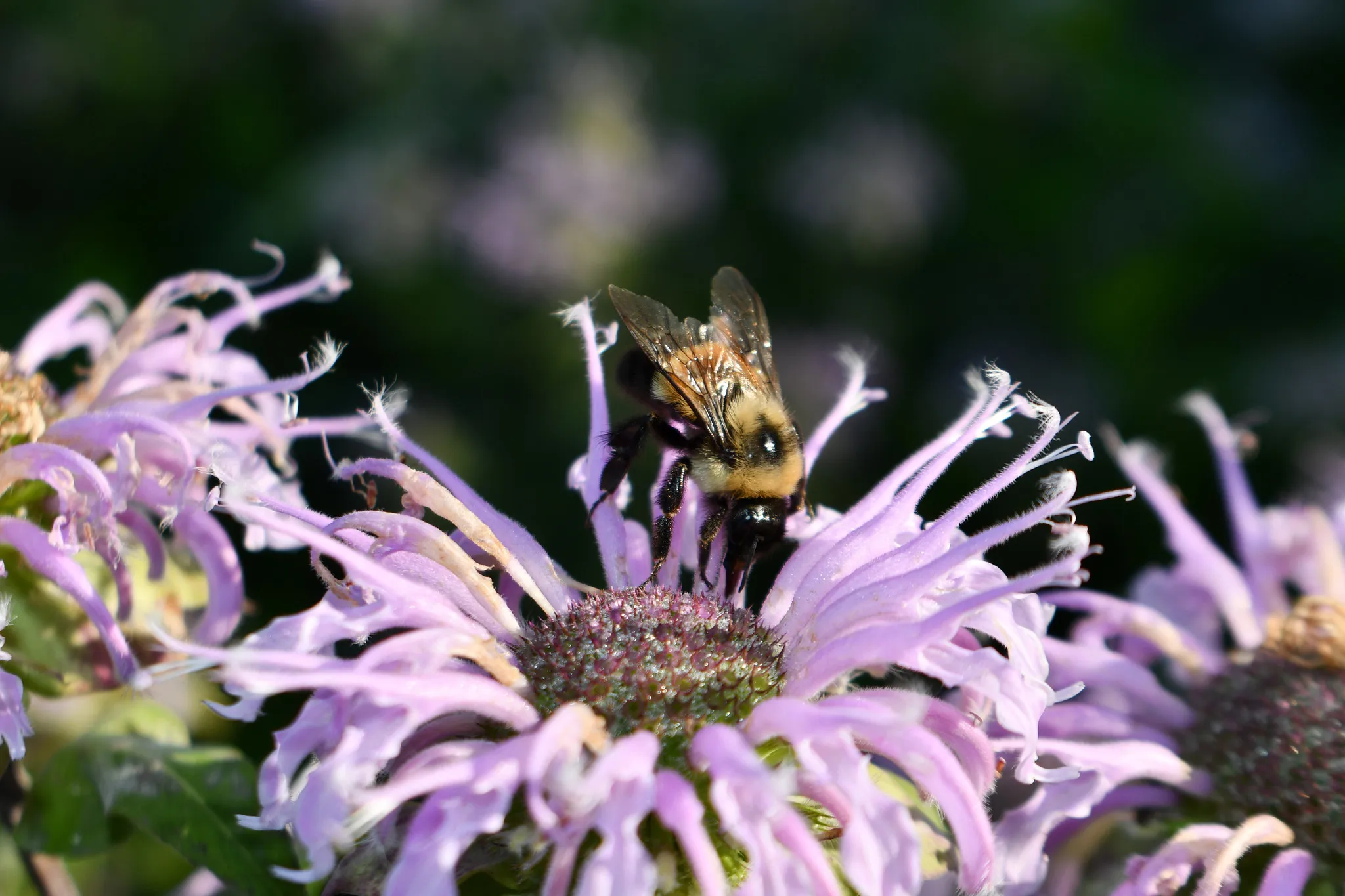 A fuzzy bee on a purple flower